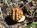 Morchella tridentina-amf2091